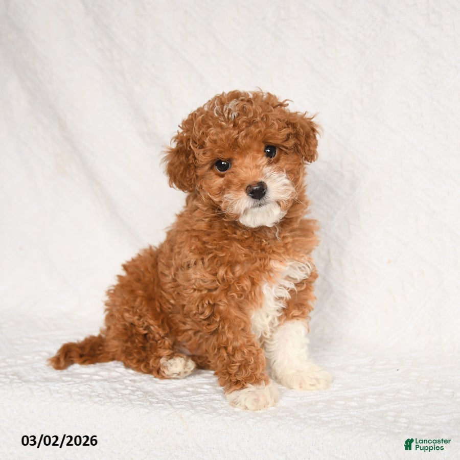 Toy Poodle dogs Frisky - Ad 1