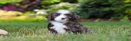 Mini Bernedoodle dogs for sale: Whyatt - Ad 4