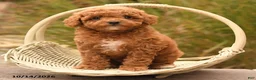 Toy Poodle dogs for sale: Sugar - Ad 3