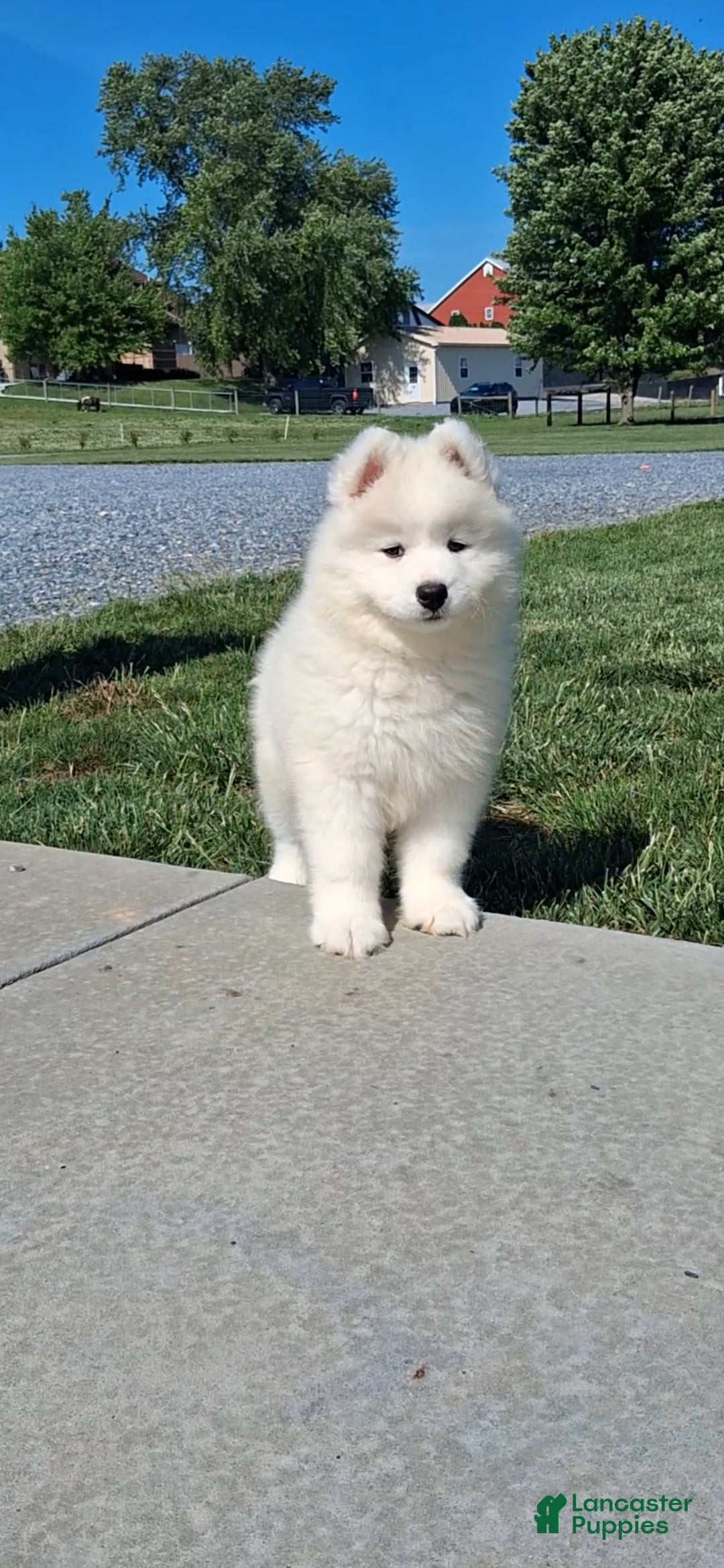 Samoyed dogs Faith - Ad 1