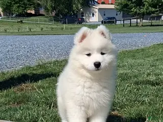 Samoyed dogs for sale: Faith - Ad 1