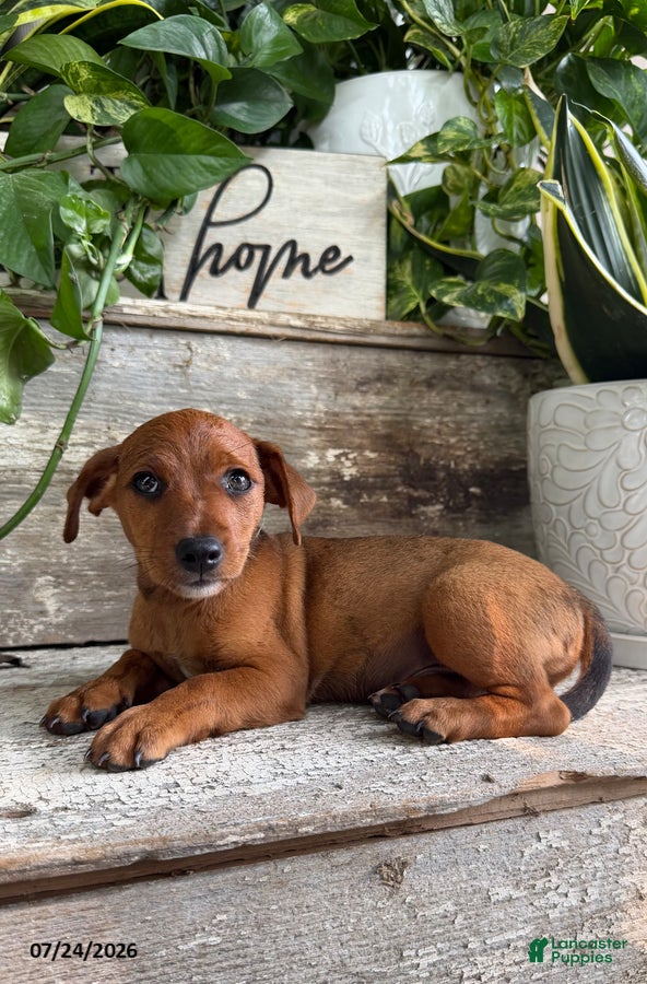 Mixed Breed dogs for sale: Lance - Ad 4