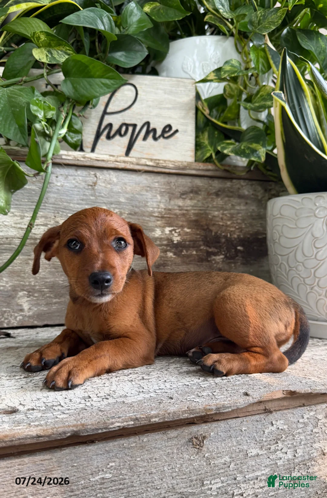 Mixed Breed dogs for sale: Lance - Ad 1