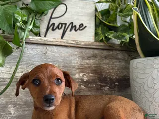 Mixed Breed dogs Lance - Ad 1