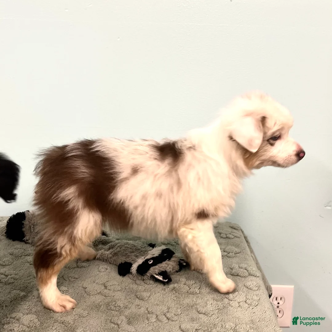 Australian Shepherd dogs for sale: Connie  - Ad 8