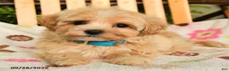 Maltipoo dogs for sale: Muffin - Ad 4