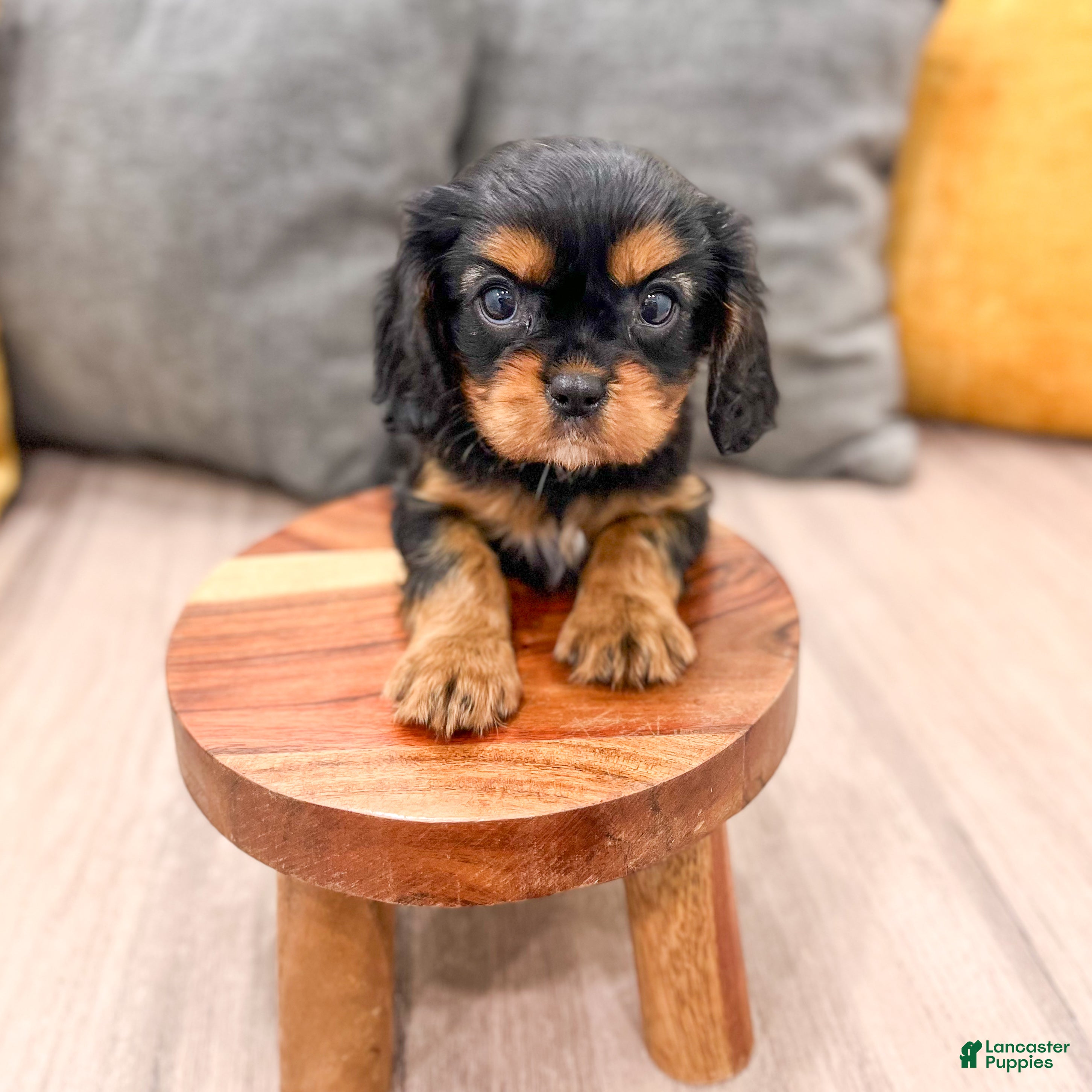 Cavalier King Charles Spaniel dogs Maya - Ad 2
