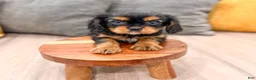 Cavalier King Charles Spaniel dogs for sale: Maya - Ad 2