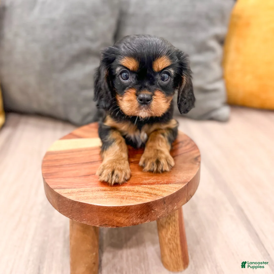 Cavalier King Charles Spaniel dogs for sale: Maya - Ad 2