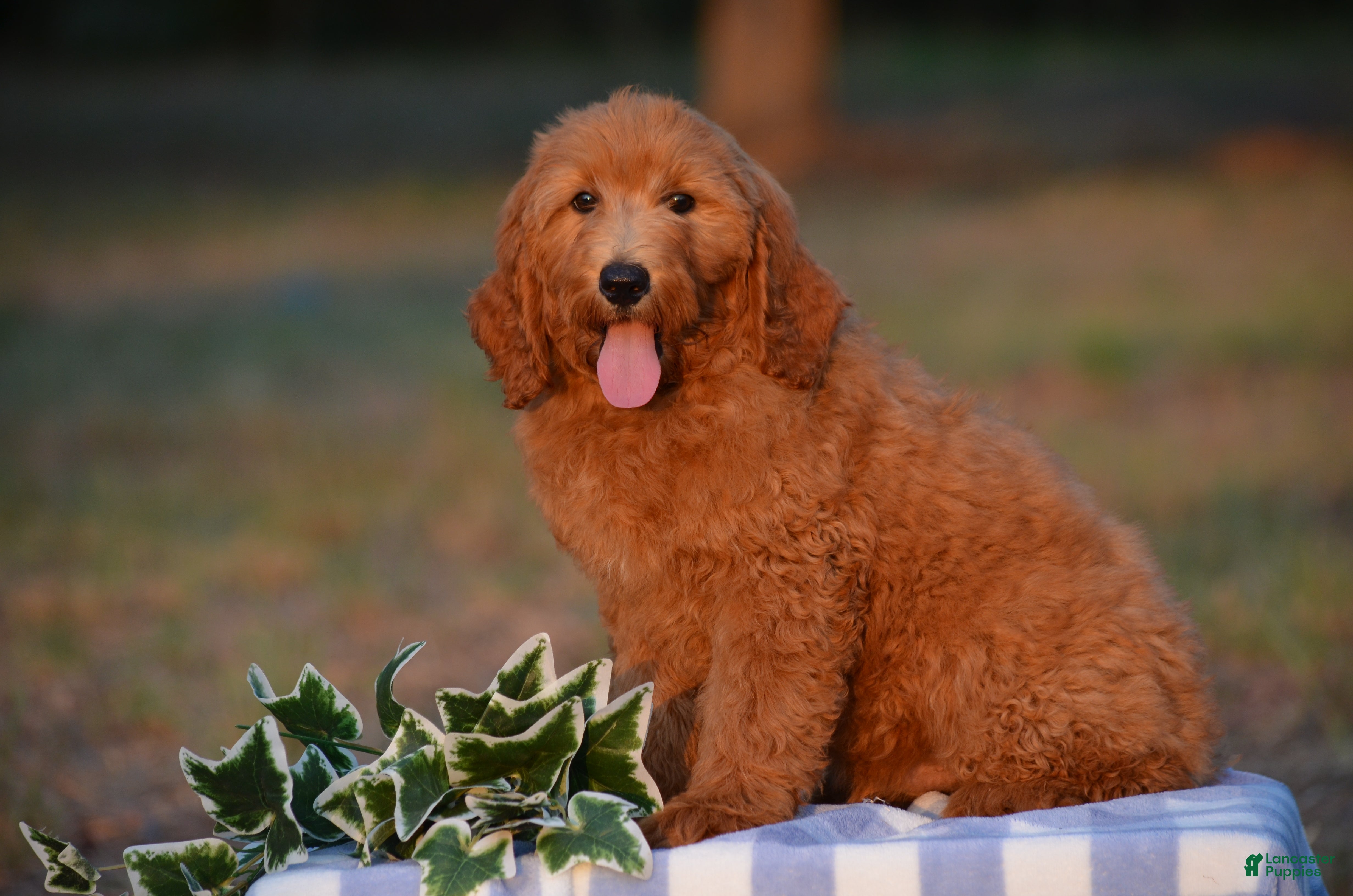 Mini Goldendoodle dogs Alex - Ad 2