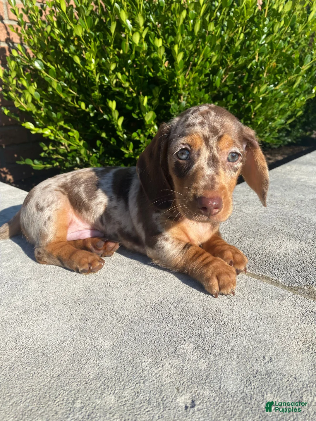 Miniature Dachshund dogs for sale: Brody - Ad 13