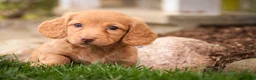 Miniature Dachshund dogs for sale: Bambi - Ad 6