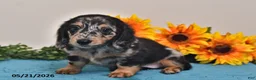 Miniature Dachshund dogs for sale: Cassie   - Ad 4