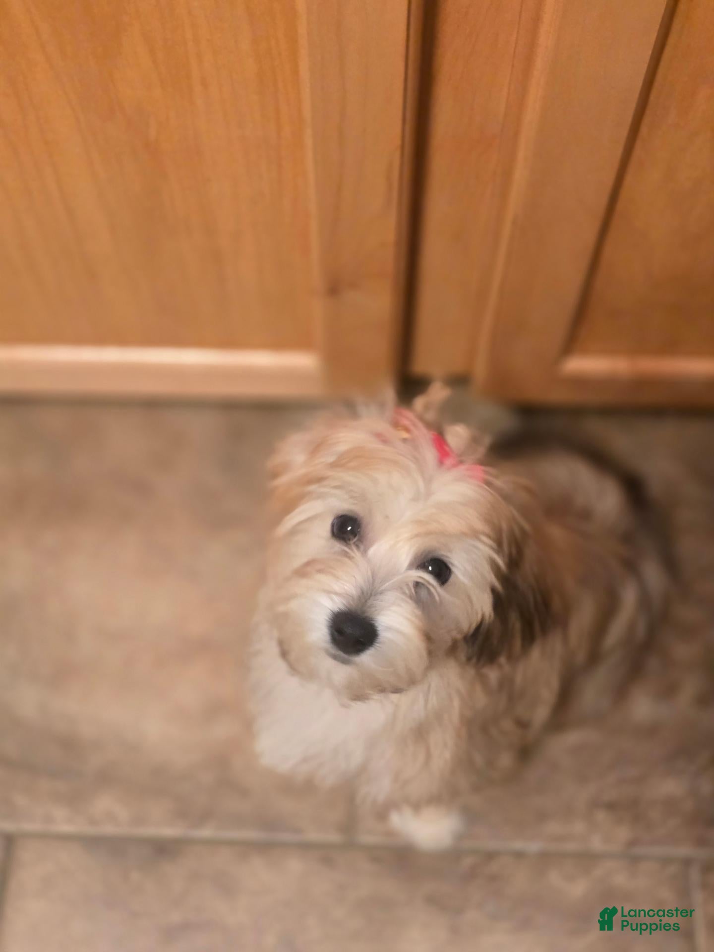 Mixed Breed dogs Mixed Breed 2 - Ad 1
