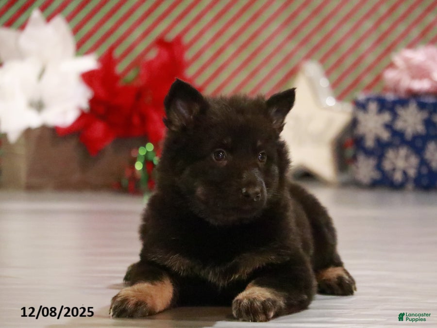 German Shepherd dogs Tessa - Ad 41