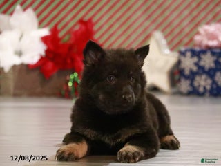 German Shepherd dogs Tessa - Ad 28