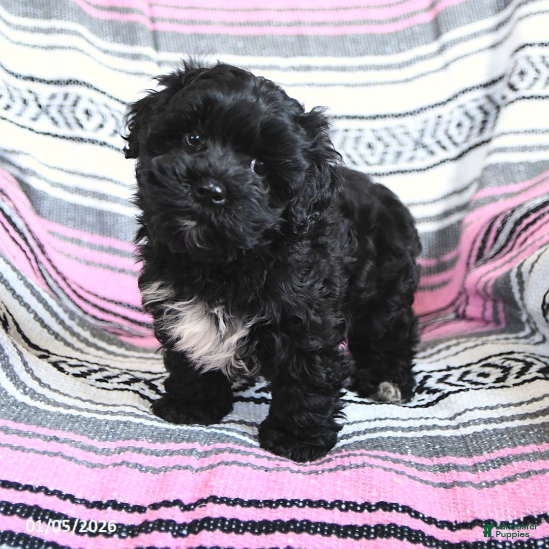 Mixed Breed dogs for sale: Isabel  - Ad 5