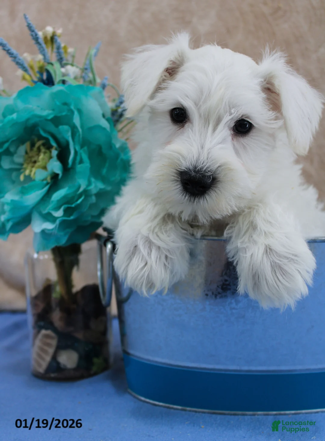 Miniature Schnauzer dogs for sale: Queenie - Ad 5