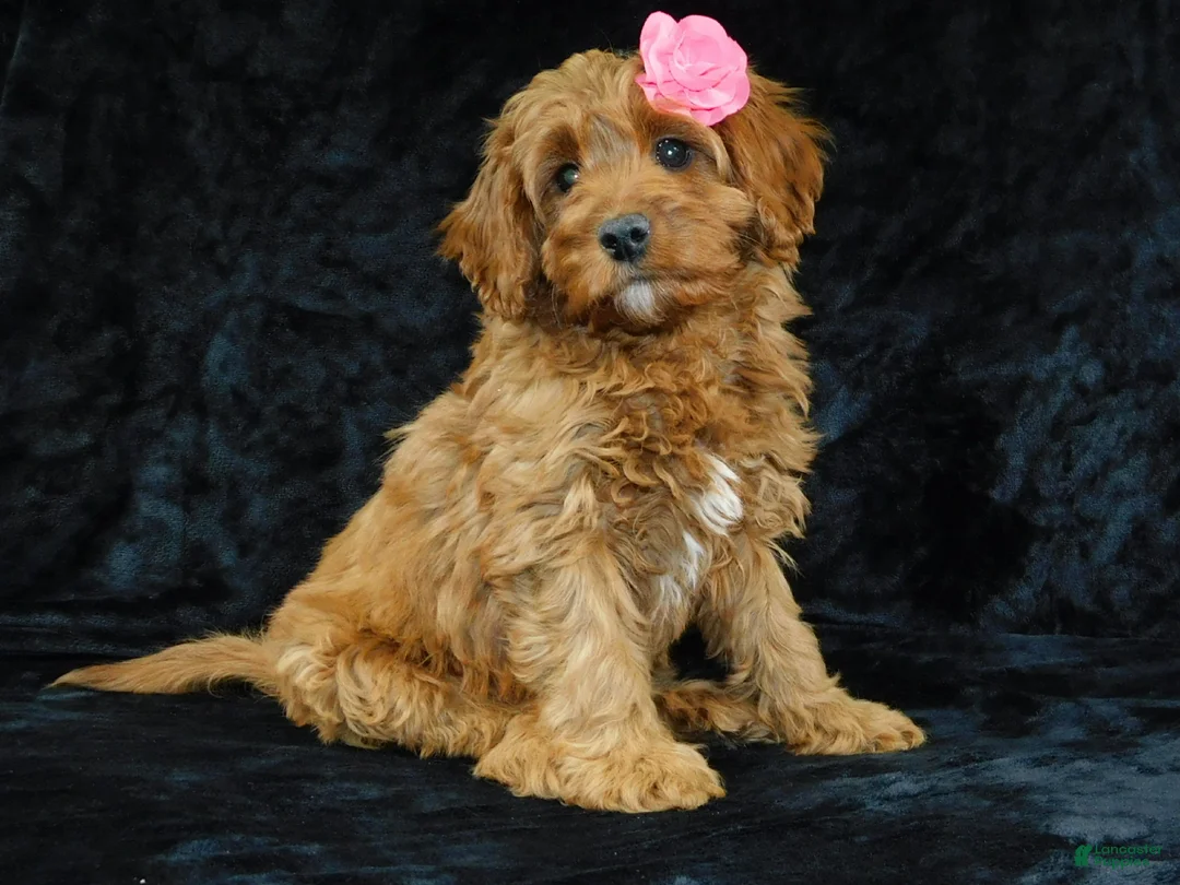 Cavapoo dogs for sale: Princess - Ad 2