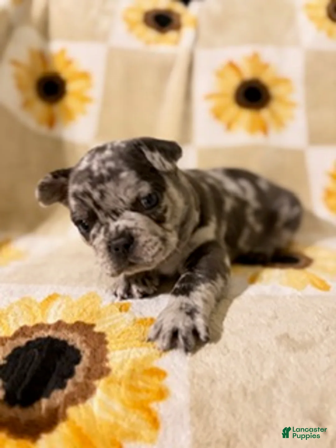 Mixed Breed dogs for sale: Pepper - Ad 2