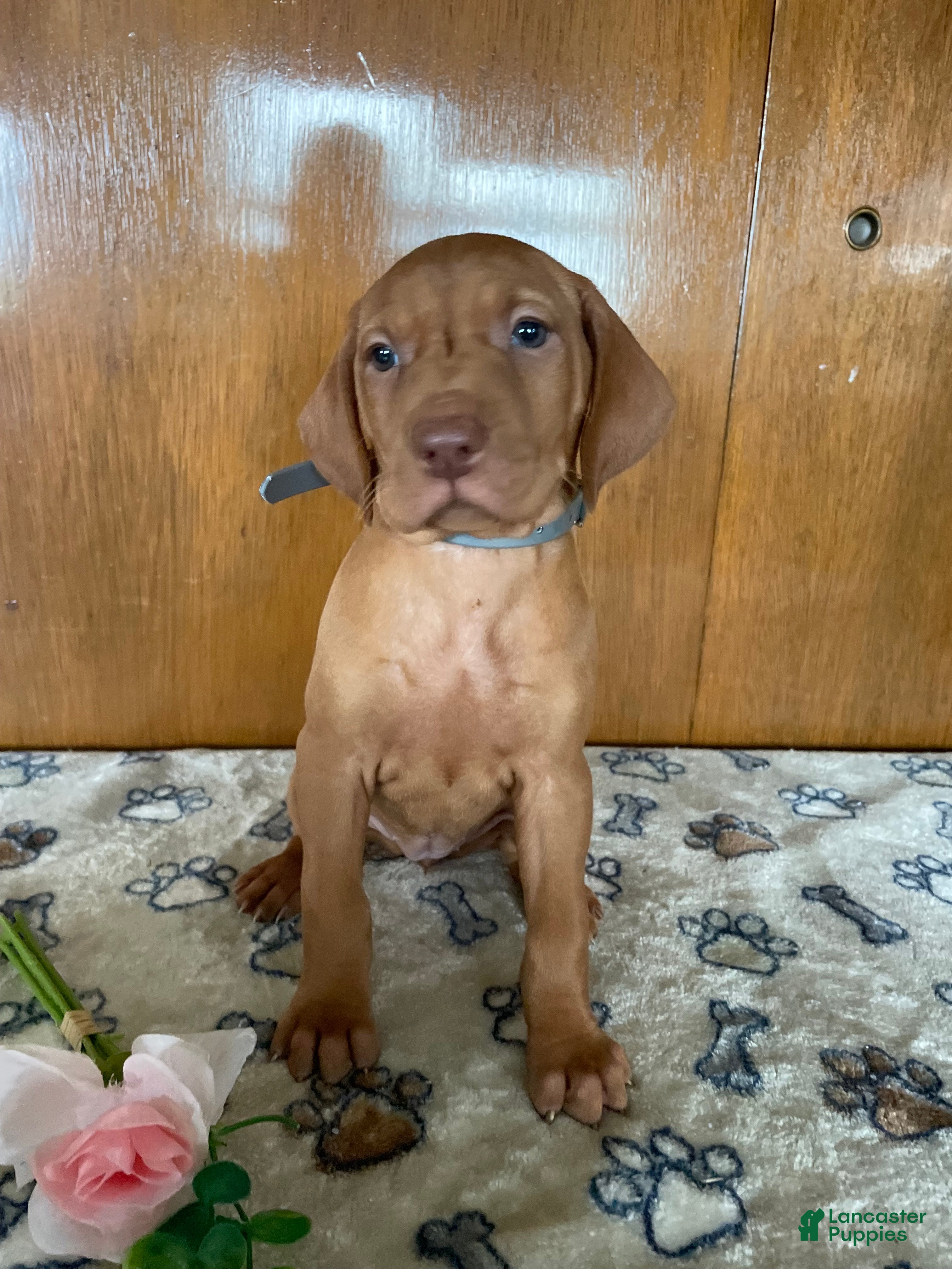 Vizsla dogs Star - Ad 13