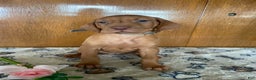 Vizsla dogs for sale: Star - Ad 1