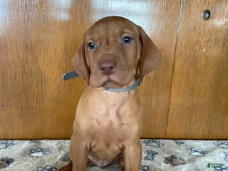 Vizsla dogs Star - Ad 13