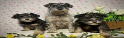 Miniature Schnauzer dogs for sale: Peanut  - Ad 14