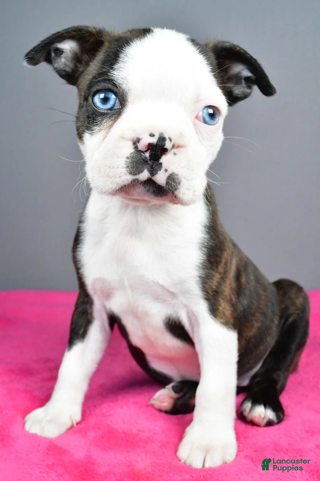 Boston Terrier dogs for sale: Bella - Ad 2