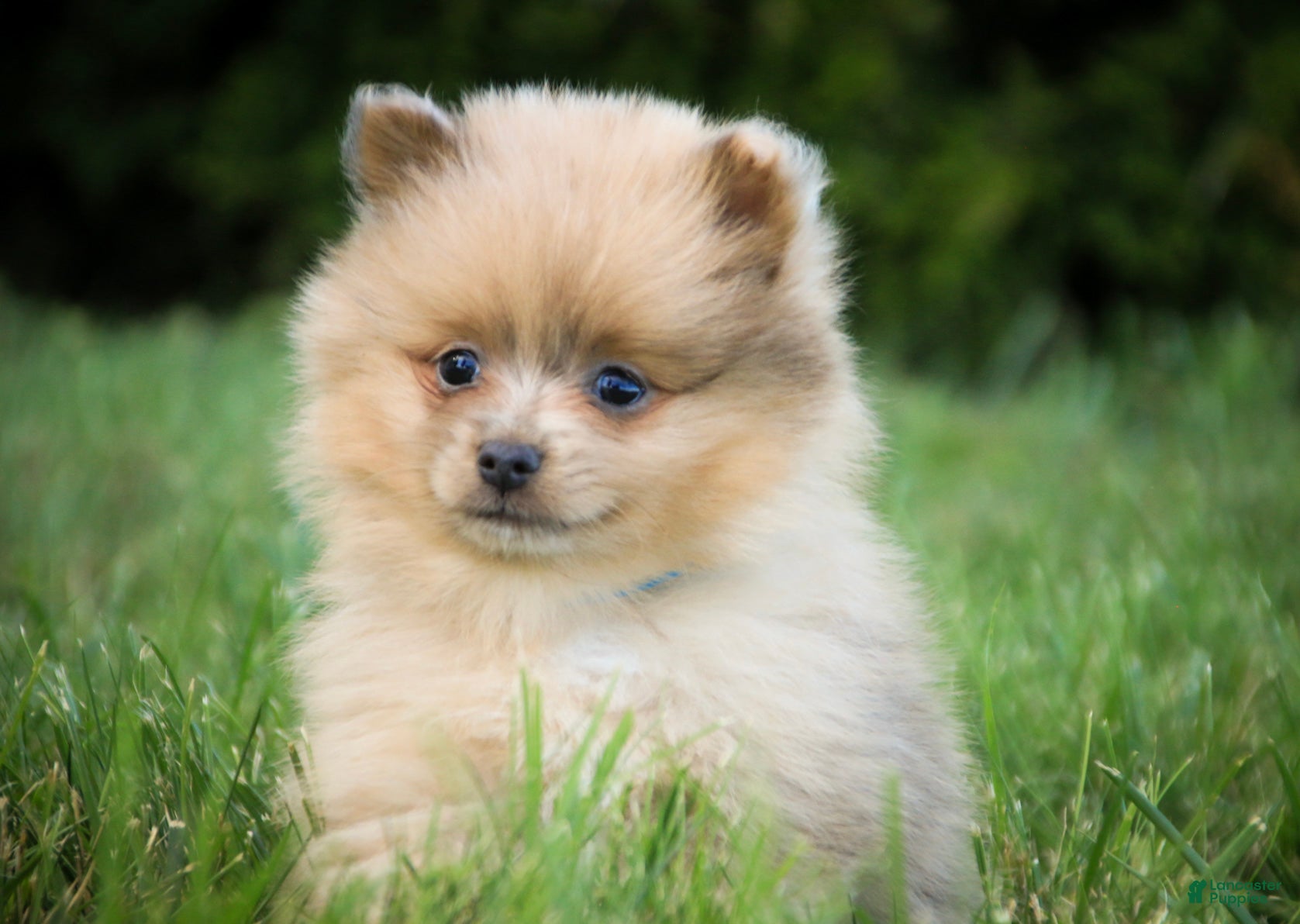 Pomeranian dogs Berlioz Pomeranian  - Ad 1