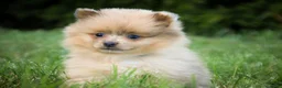 Pomeranian dogs for sale: Berlioz Pomeranian  - Ad 1