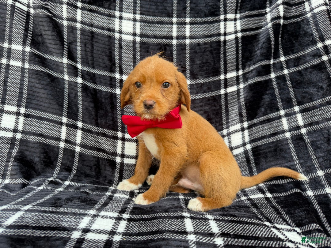 Beagle dogs for sale: Moose - Ad 2