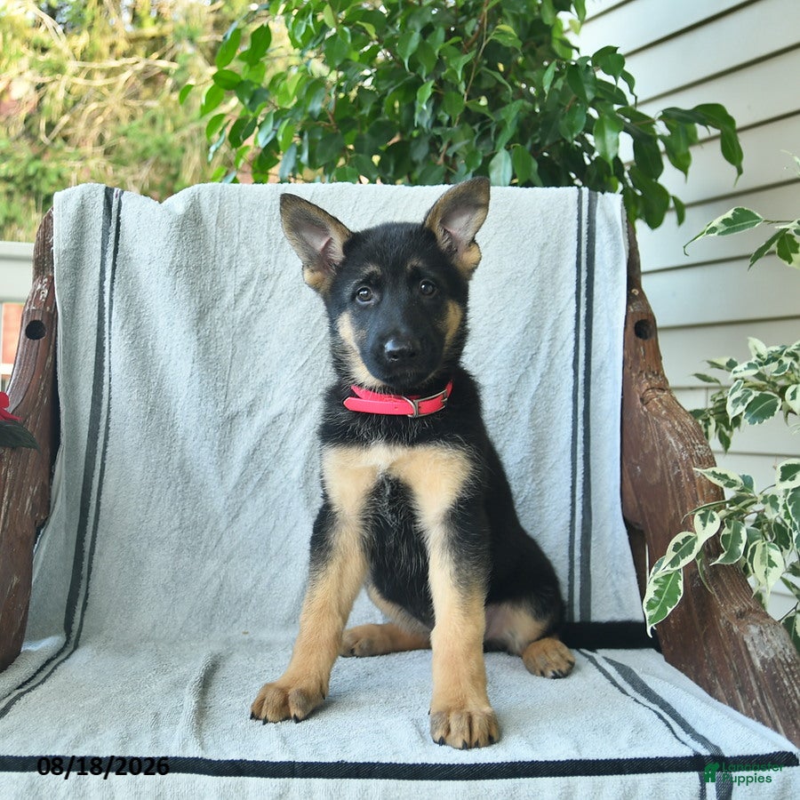 German Shepherd dogs Gemma  - Ad 1