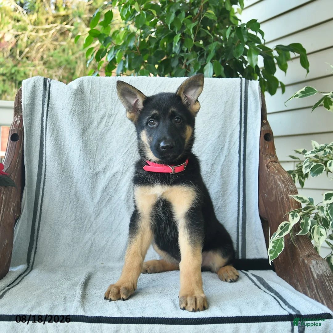 German Shepherd dogs for sale: Gemma  - Ad 1