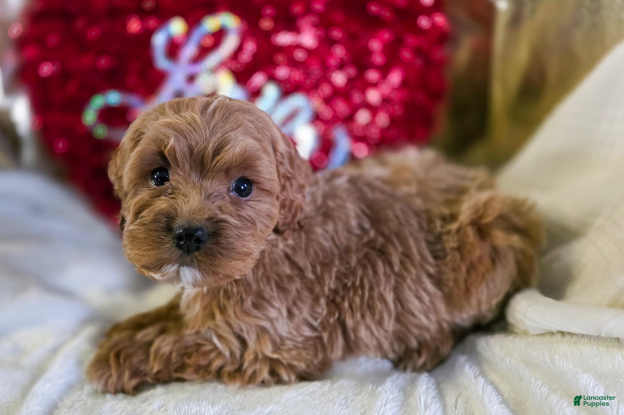 Cockapoo dogs Finn - Ad 34