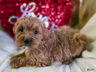 Cockapoo dogs Finn - Ad 13