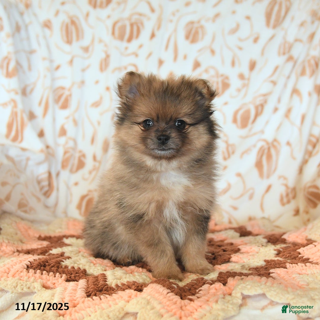 Pomeranian dogs for sale: Benji - Ad 1