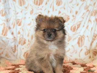 Pomeranian dogs Benji - Ad 38