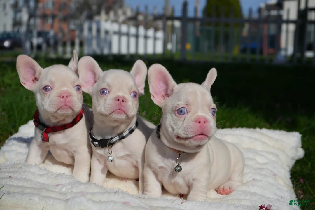 French Bulldog dogs for sale: Bela👑 - Ad 2