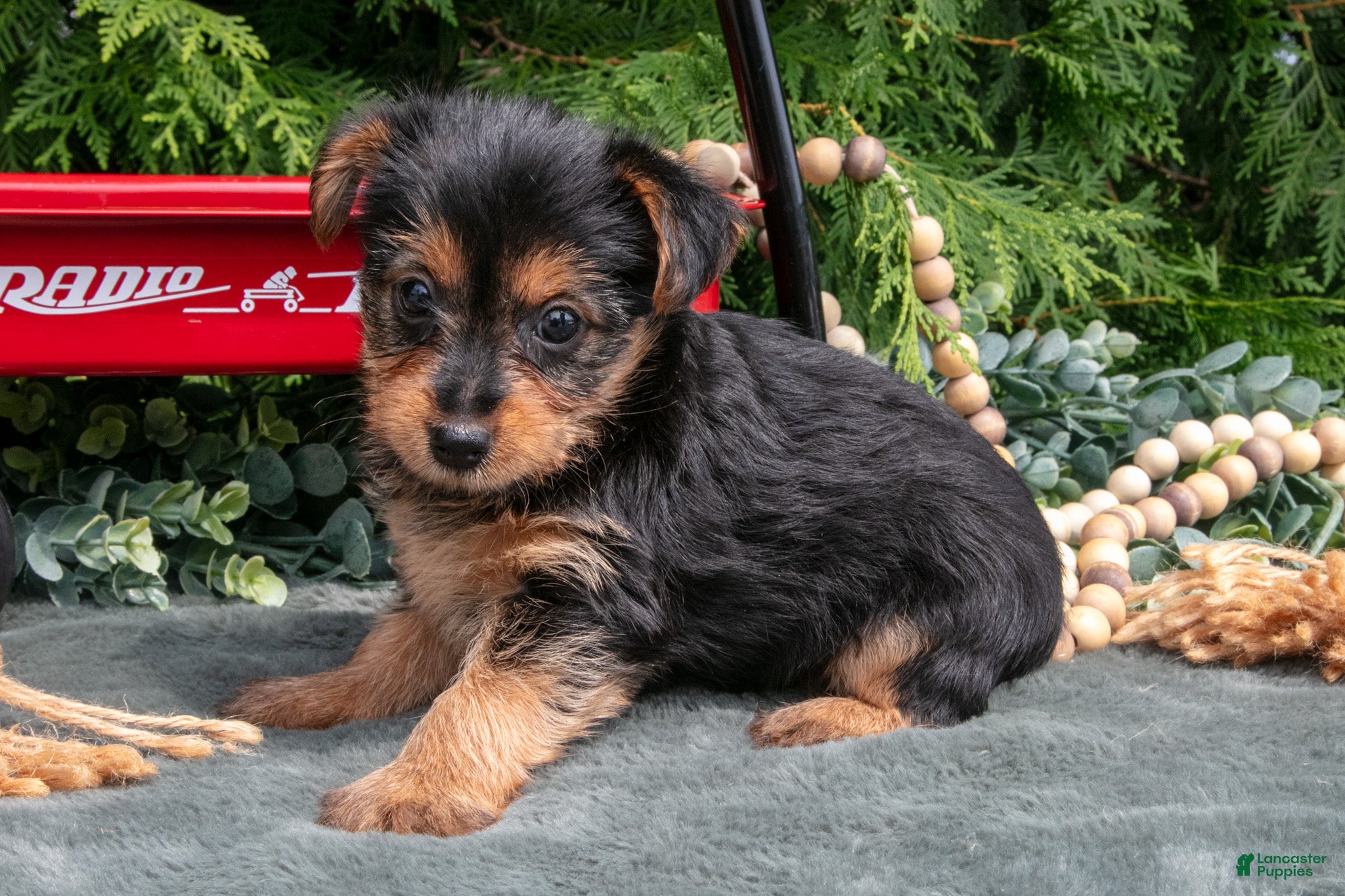Yorkshire Terrier dogs Pansy - Ad 2