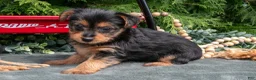 Yorkshire Terrier dogs for sale: Pansy - Ad 2