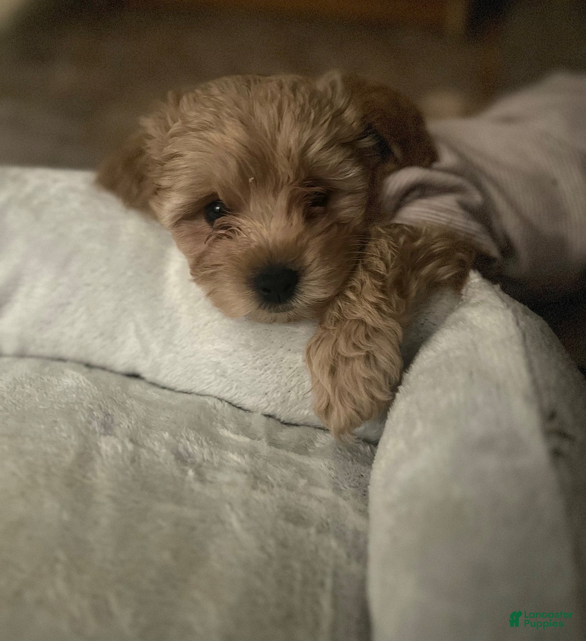 Cavapoo dogs Luna - Ad 2