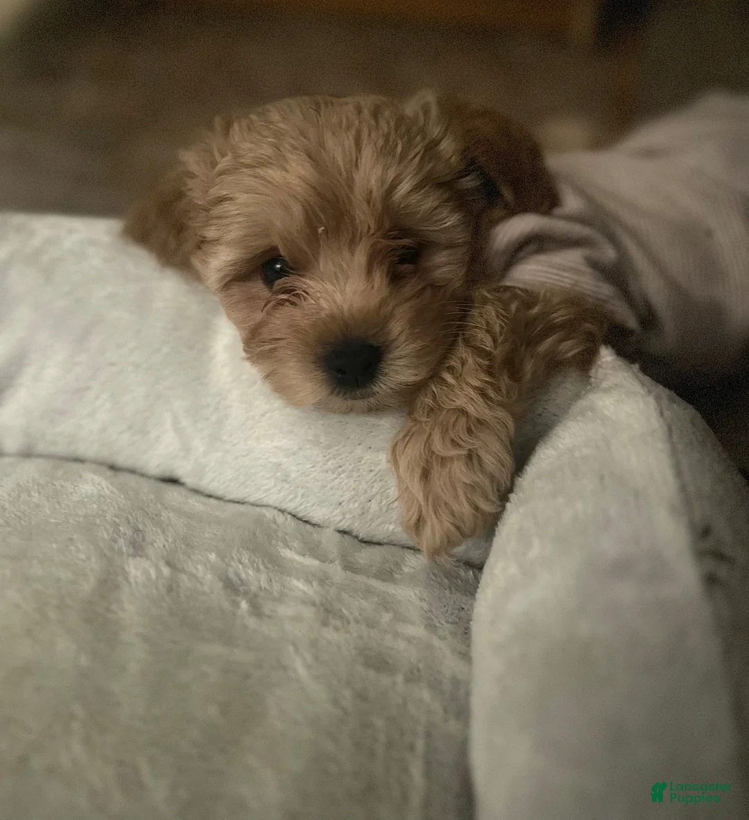 Cavapoo dogs for sale: Luna - Ad 1