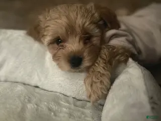 Cavapoo dogs Luna - Ad 2