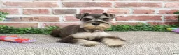 Miniature Schnauzer dogs for sale: Doris - Ad 3