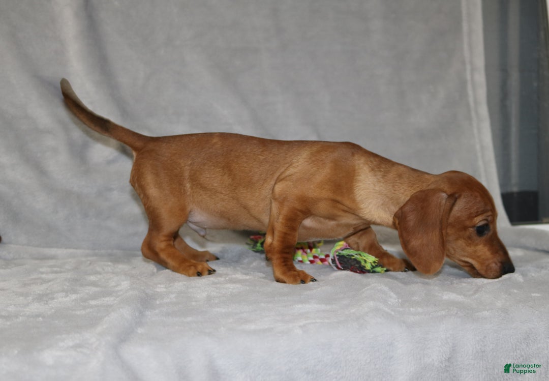 Miniature Dachshund dogs for sale: Cooper - Ad 15