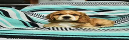 Cocker Spaniel dogs for sale: Crandle - Ad 4