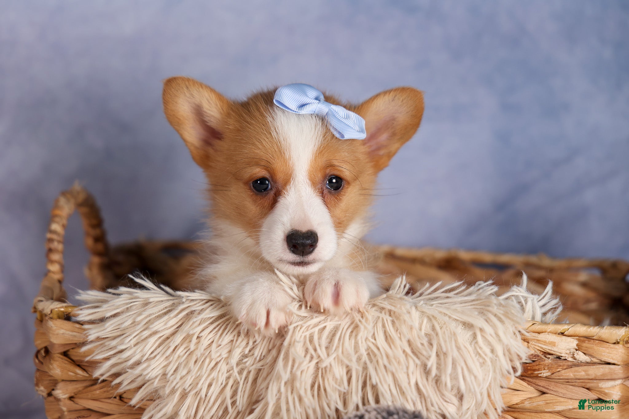 Pembroke Welsh Corgi
