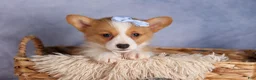 Welsh Corgi Pembroke dogs for sale: Barry🐾 - Ad 3