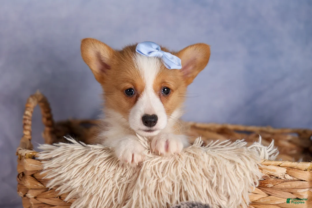 Welsh Corgi Pembroke dogs for sale: Barry🐾 - Ad 1